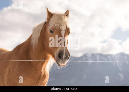 Haflinger auf Hintergrund Winter Berge. Porträt Stockfoto