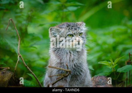 Der Pallas cat (Otocolobus manul), auch genannt Manul, sitzen in einem dichten Unterholz von brennesseln und Unkraut. Stockfoto