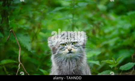 Der Pallas cat (Otocolobus manul), auch genannt Manul, sitzen in einem dichten Unterholz von brennesseln und Unkraut. Stockfoto