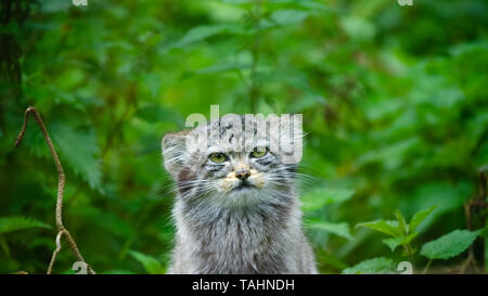 Der Pallas cat (Otocolobus manul), auch genannt Manul, sitzen in einem dichten Unterholz von brennesseln und Unkraut. Stockfoto