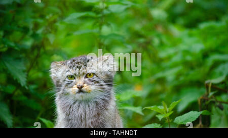 Der Pallas cat (Otocolobus manul), auch genannt Manul, sitzen in einem dichten Unterholz von brennesseln und Unkraut. Stockfoto