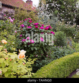 Aprikose & Karmin rosa Strauchrosen in Corner House Farm wenig Humby Stockfoto