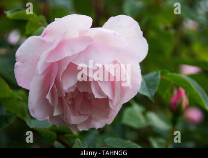 Rosa „Großzügiger Gärtner“ Stockfoto