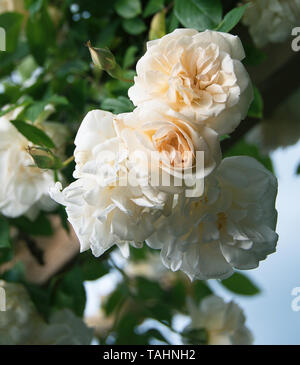 Rosa' Adelaide d'Orleans' Stockfoto