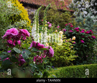 Rosa Gertrude Jekyll spielt in einem NGS-Garten in Little Humby Stockfoto