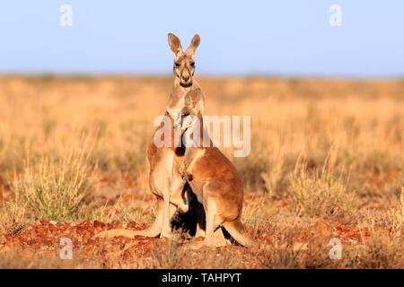 Rote Riesenkängurus (Macropus rufus), zwei Männer im Grünland, Sturt National Park, New South Wales, Australien Stockfoto