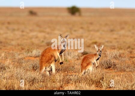 Rote Riesenkängurus (Macropus rufus), zwei Männer stehen im Grünland, Sturt National Park, New South Wales, Australien Stockfoto