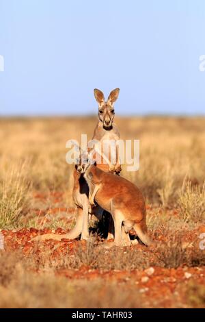 Rote Riesenkängurus (Macropus rufus), zwei Männer im Grünland, Sturt National Park, New South Wales, Australien Stockfoto