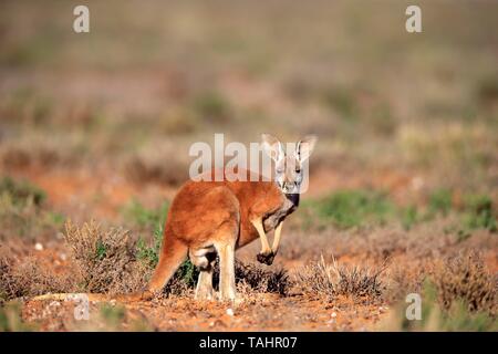 Rote Känguru (Macropus rufus), männlich im Grünland, Sturt National Park, New South Wales, Australien Stockfoto