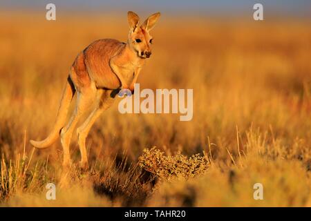 Roter Riese Känguruh (Macropus Rufus), Jungtier, springen, Sturt National Park, New-South.Wales, Australien Stockfoto