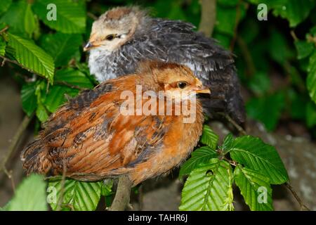 Inländische Hühner (Gallus gallus domesticus), Küken, sitzend auf einem Zweig, Deutschland Stockfoto