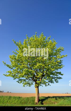 Ahorn (Acer) solitarty Baum mit frischen Blatt schießen vor einem blauen Himmel am Rande des Feldes, Nordrhein-Westfalen, Deutschland Stockfoto