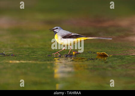 Einen schönen erwachsenen männlichen Gebirgsstelze (Motacilla cinerea) im Sommer in der Nähe von seinem Nest auf dem Fluss Barle in Dulverton, Exmoor, Somerset, England Stockfoto