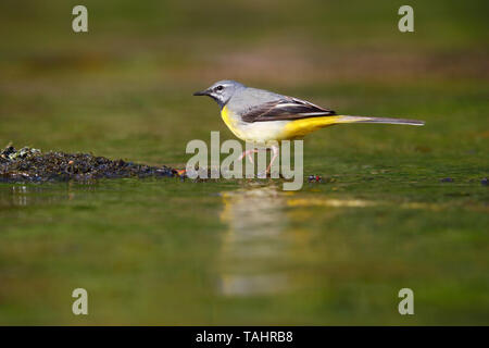 Einen schönen erwachsenen männlichen Gebirgsstelze (Motacilla cinerea) im Sommer in der Nähe von seinem Nest auf dem Fluss Barle in Dulverton, Exmoor, Somerset, England Stockfoto