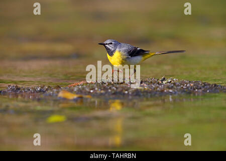 Einen schönen erwachsenen männlichen Gebirgsstelze (Motacilla cinerea) im Sommer in der Nähe von seinem Nest auf dem Fluss Barle in Dulverton, Exmoor, Somerset, England Stockfoto