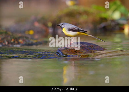 Einen schönen erwachsenen männlichen Gebirgsstelze (Motacilla cinerea) im Sommer in der Nähe von seinem Nest auf dem Fluss Barle in Dulverton, Exmoor, Somerset, England Stockfoto