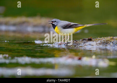 Einen schönen erwachsenen männlichen Gebirgsstelze (Motacilla cinerea) im Sommer in der Nähe von seinem Nest auf dem Fluss Barle in Dulverton, Exmoor, Somerset, England Stockfoto