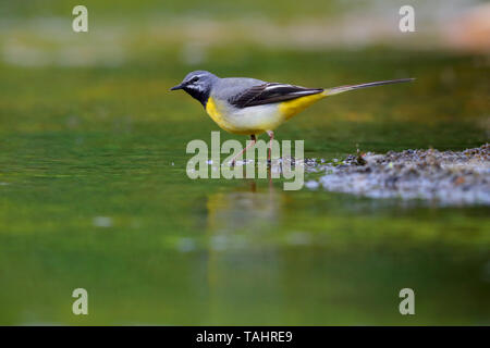 Einen schönen erwachsenen männlichen Gebirgsstelze (Motacilla cinerea) im Sommer in der Nähe von seinem Nest auf dem Fluss Barle in Dulverton, Exmoor, Somerset, England Stockfoto