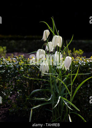 Ein Büschel des weißen Snakeshead Fritillary, Fritillaria meleagris Alba vor einem dunklen Hintergrund. Stockfoto