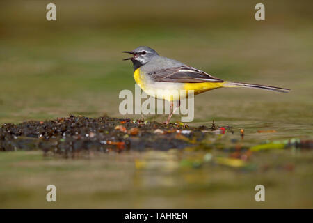 Einen schönen erwachsenen männlichen Gebirgsstelze (Motacilla cinerea) im Sommer in der Nähe von seinem Nest auf dem Fluss Barle in Dulverton, Exmoor, Somerset, England Stockfoto