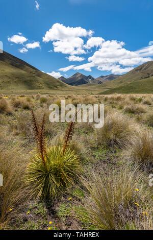 Büschel Gras und Berge, Gebirge, Lindis Pass, Südliche Alpen, Otago, Südinsel, Neuseeland Stockfoto