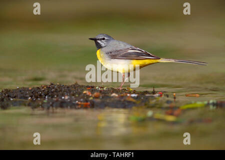 Einen schönen erwachsenen männlichen Gebirgsstelze (Motacilla cinerea) im Sommer in der Nähe von seinem Nest auf dem Fluss Barle in Dulverton, Exmoor, Somerset, England Stockfoto