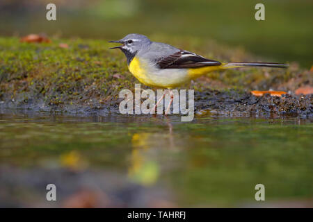 Einen schönen erwachsenen männlichen Gebirgsstelze (Motacilla cinerea) im Sommer in der Nähe von seinem Nest auf dem Fluss Barle in Dulverton, Exmoor, Somerset, England Stockfoto