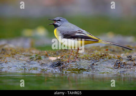 Einen schönen erwachsenen männlichen Gebirgsstelze (Motacilla cinerea) im Sommer in der Nähe von seinem Nest auf dem Fluss Barle in Dulverton, Exmoor, Somerset, England Stockfoto