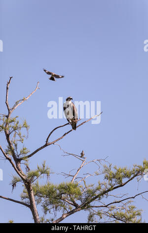 Fischadler, Pandion haliaetus thront auf einem Baum und das Erhalten von spottdrosseln Für zu ihrem Nest in Naples, Florida. Stockfoto