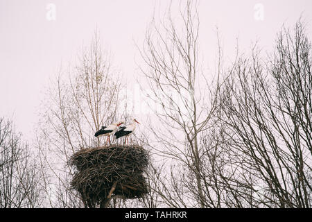 Zwei erwachsene Europäische Weißstörche im Nest im Frühling. Belarus. Stockfoto
