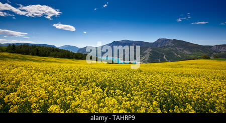 Frankreich, Alpes-de-Haute-Provence (05), Tal der Durance - Felder der Gelbe Raps Blumen (Raps) in der Nähe von See Serre-Poncon Stockfoto