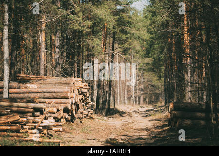 Ernte von Holz im Nadelwald. Gestapelte anmeldet. Stockfoto