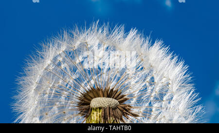 Weiß Blowball Detail. Flauschige Löwenzahn Samen gegen den blauen Himmel. Taraxacum officinale. Fragile halbe Kugel, Feder sonnigen Himmel. Neue Leben, Hoffnung Konzept. Stockfoto