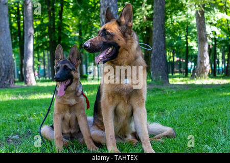 Hund Familie. Erwachsener mit Welpen. Deutscher Schäferhund Pet-Sitzung auf grünem Gras mit Tounge außerhalb. Schönheit braunes Fell Jugendliche und Erwachsene neugierig Pet Sitzen und Loo Stockfoto
