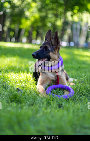Deutscher Schäferhund Welpen zeigen Zunge. Glückliches Tier Portrait liegen auf grünen Rasen im Park. Verspielter Hund mit Lila Ring am Hals. Adorable Puppy Lächeln Stockfoto