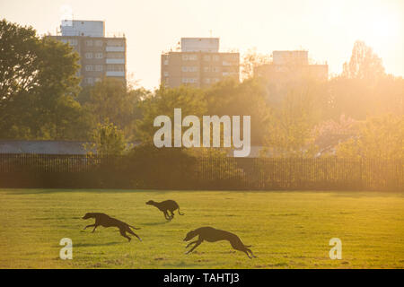 Drei Windhunde Rennen in einem Londoner Park Stockfoto