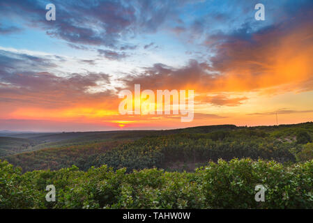 Sonnenuntergang über Gummi cashew Bäume industrielle Plantagen Landwirtschaft in Bosco, Ratanakiri, Osten Kambodscha Stockfoto