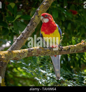 Eastern Rosella (Platycercus Eximius) Stockfoto