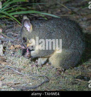 Brush-tailed Possum (Trichosurus johnstonii) Stockfoto