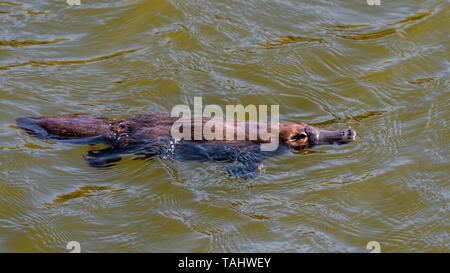 Duck-billed Schnabeltier (Ornithorhynchus anatinus), Tasmanien, Australien Stockfoto