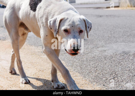 Traurig und verängstigt Weiß mutt mit Verletzten Nase und sanften Augen Blick auf Kamera. Foto von streunenden Hund mit kopieren. Stockfoto