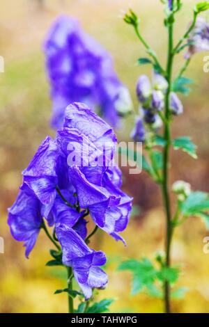 Blau Aconitum carmichaelii Arendsii Stockfoto