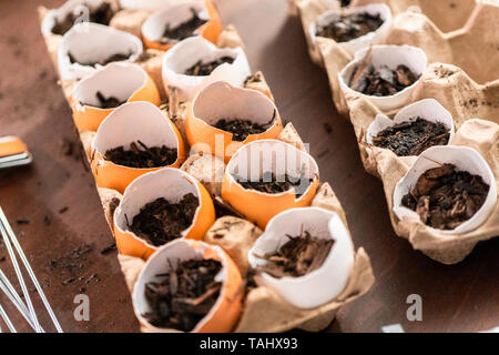 Starten Samen in Eierschalen für Frühjahr einpflanzen. Stockfoto