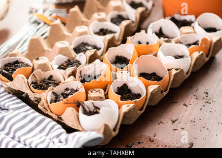 Starten Samen in Eierschalen für Frühjahr einpflanzen. Stockfoto