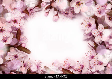 Im Frühjahr die Kirschblüte auf rosa Hintergrund mit Kopie Raum Stockfoto