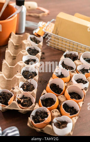 Starten Samen in Eierschalen für Frühjahr einpflanzen. Stockfoto