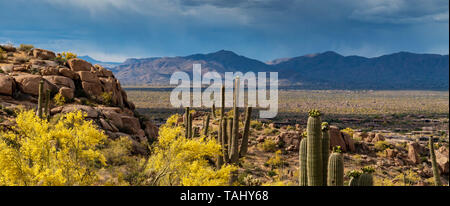 Wüste Landschaft von North Scottsdale, Arizona Stockfoto