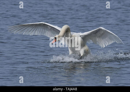 Höckerschwan Landung auf dem Wasser in seinem natürlichen Lebensraum in Dänemark Stockfoto