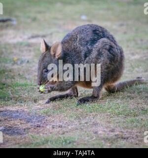 Tasmanian Pademelon Fütterung Stockfoto