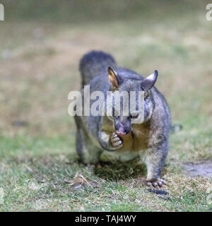 Brush-tailed Possum (Trichosurus johnstonii) Stockfoto